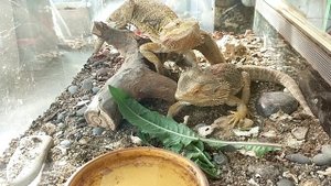 Домработница Джес☀️Кормление енотиков☀️Драконы любят одуванчики🥗 Укрощение Северного оленя🦌Козлы