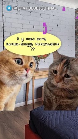 Такие точно есть (Мяукаем в телеграм Импульс Журнал 👉 @impulsejournal ) #пустьговорят #коты
