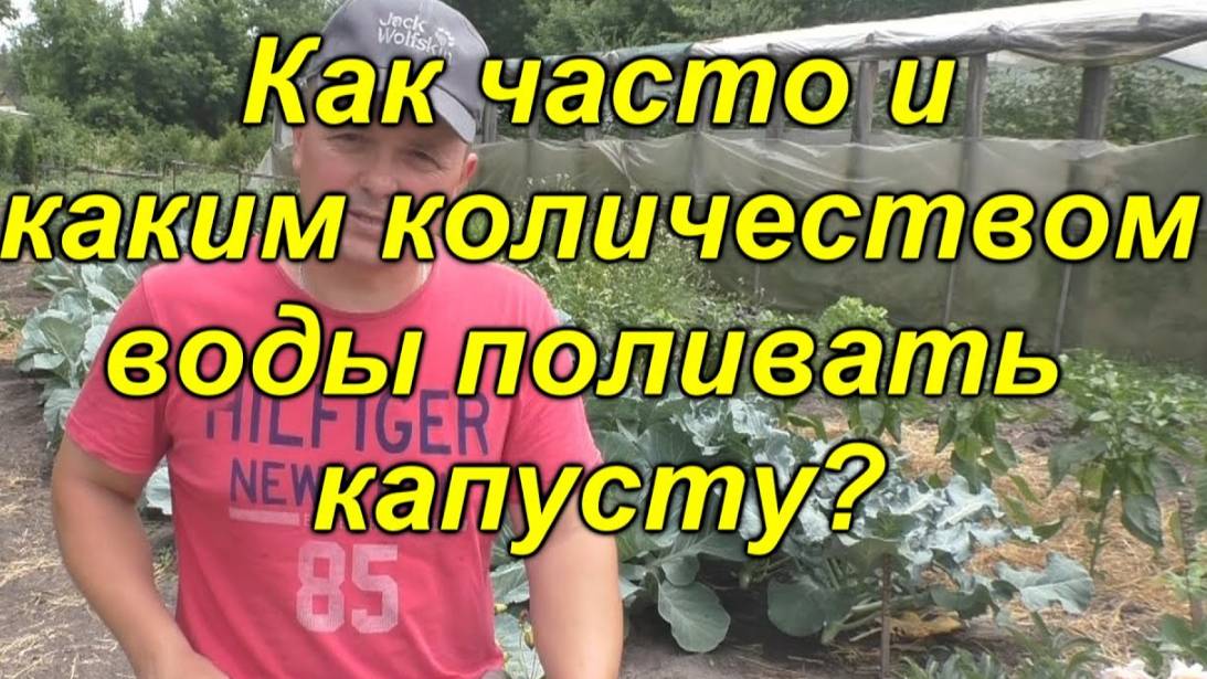 🥬🚿 Правильный полив капусты – как не залить и не засушить.