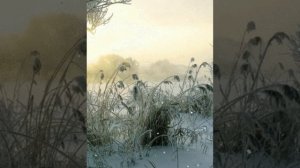 «Вещая судьба» кавер А. Розенбаум.               21 февраля 2025