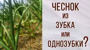 Чеснок из однозубки и  зубков. В чём отличия. Какой лучше. Чеснок из бульбочки. Засуха.
