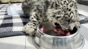 🐆 Звериная воля к счастливой жизни: китайские учёные спасли снежного барса