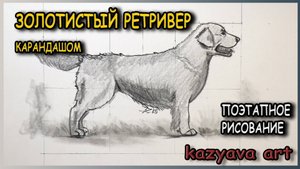 Как нарисовать собаку породы ЗОЛОТИСТЫЙ РЕТРИВЕР карандашом. Шаг за шагом