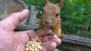 Небольшая зарисовка с белками