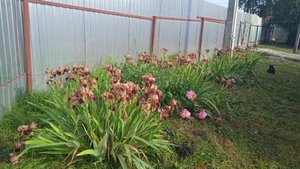 8.6.25г.  Навожу ПОРЯДОК!!!  Много ГРЯЗИ от БЕРЁЗ!!!  Банда со МНОЮ!!!  И ещё Коричневые ИРИСЫ!!!