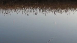 Ловля карася на поплавок.
