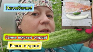 10.08.2024 ч.2я Я РАЗОЗЛИЛАСЬ и ВСЁ выкопала!😠 Мышей нет!🦇СТРАШНАЯ МОСЬКА!😨 Ни одной 🌟