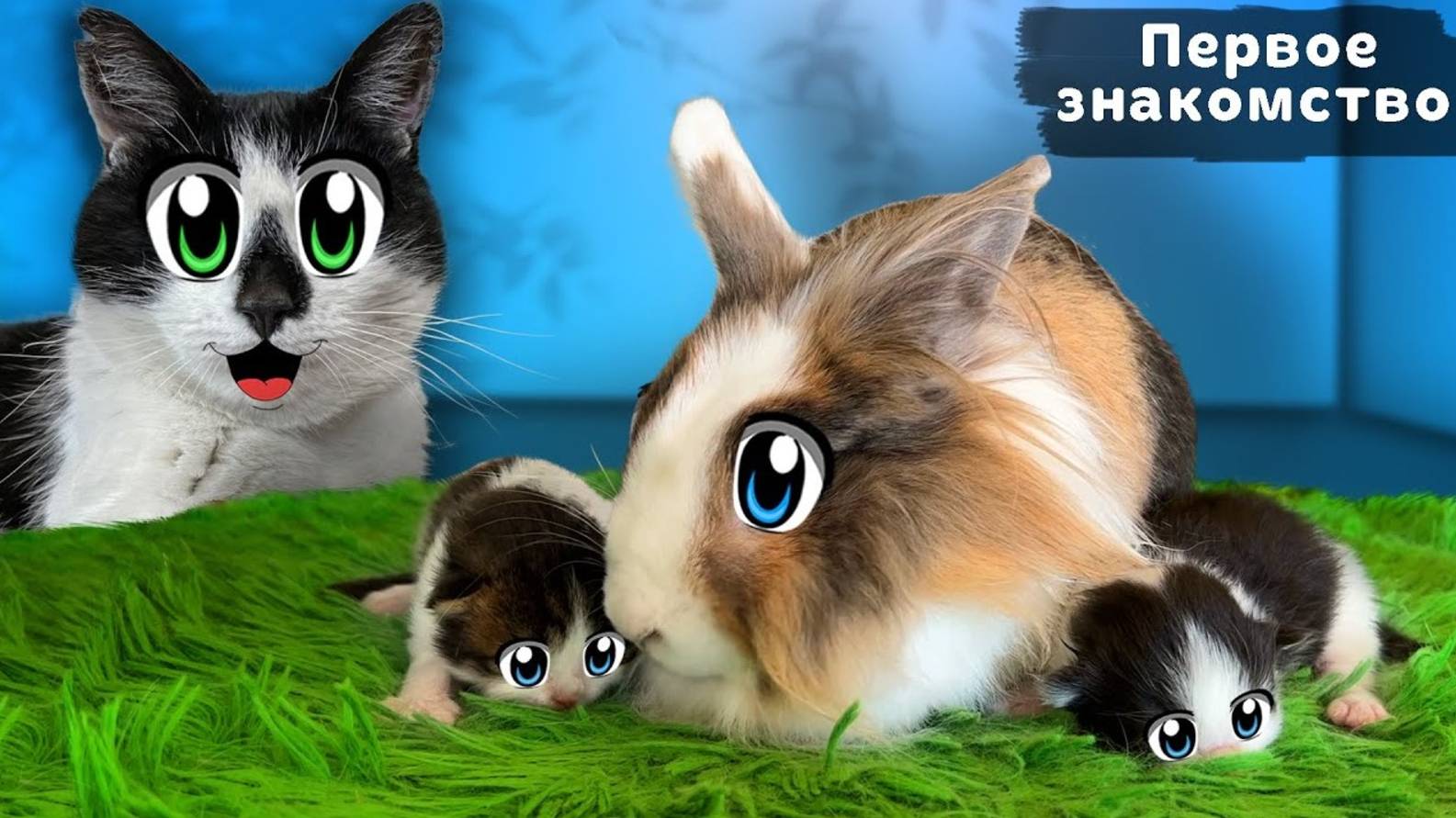 ПЕРВОЕ ЗНАКОМСТВО КОТЯТ и ПИТОМЦЕВ А ну-ка Давай-ка ! КОТ МАЛЫШ vs КОШКА ИСА! РЕАКЦИЯ КРОЛИКА БАФФИ