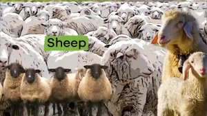 03. Learn all about these fun animals!