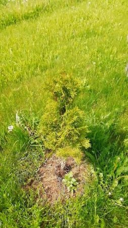 Спасибки за подарок каналу Воскресенские дачники, усе растёт.