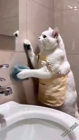 Клининговые услуги