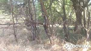 Розовый сад. Козы, телка и перепела