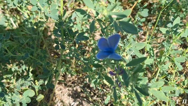 ЗДРАВСТВУЙ, ЛЕТО! смотреть онлайн