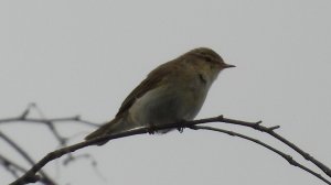 Голоса птиц, Пеночка Теньковка, наблюдение птиц в Великом Новгороде, 8 июня 2025