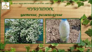 Чубушник (садовый жасмин) как размножить простой способ, уход, цветет чубушник махровый
