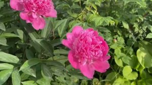 Пион зацвёл 8 июня