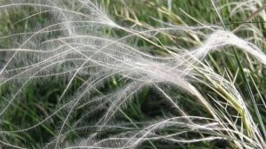 Мой Красный яр!