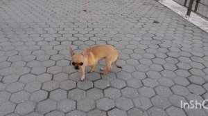 Фотки милашки чихуашки