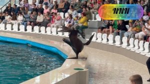 ЭТО ШОУ БОЛЬШЕ НЕ ПОКАЖУТ! Шоу-программа «Сказочная страна Дельфиния.»