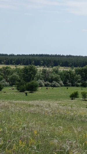 Буря! Скоро грянет буря!