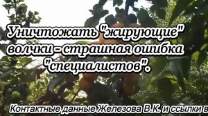 Уничтожать "жирующие" волчки- страшная ошибка "специалистов".