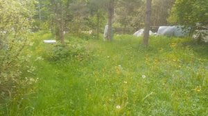 Приехали к себе в деревню первый раз этим летом..