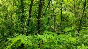 Подгоровка Роща соловей.mp4