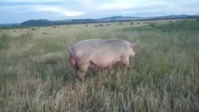 Ягнёнок новорожденный и мамочка - овца и  большая свинья.