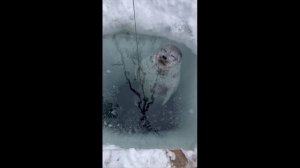 Любопытная нерпа