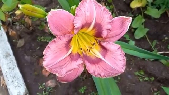 #сад #дизайнсада #лилейник / Лилейник Арабиан Мэджик( л? смотреть онлайн