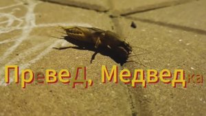 Медведка обыкновенная