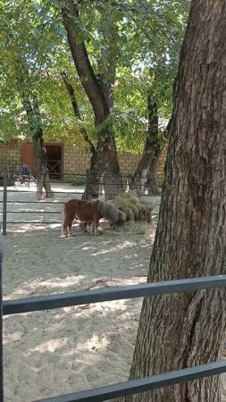 Пони.