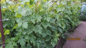 Реальная ситуация с усиками и пасынками на кустах винограда?! Фишка об опрыскивании...