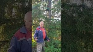 Ловля диких роёв