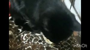 Кошка гурман