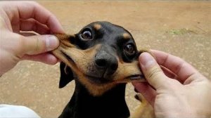 ПРИКОЛЫ С ЖИВОТНЫМИ ДО СЛЕЗ #63 Смешные КОТЫ И СОБАКИ  Приколы