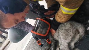 Сотрудники МЧС спасли из пожара в многоэтажном доме тридцать человек и одного котенка в Сургуте