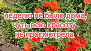 Неделю не было дома, чуть всю красоту не просмотрела