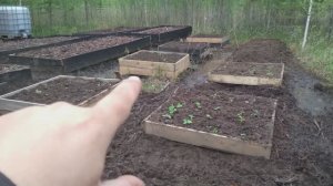 Мой Огород в Начале Июня: Всходы, Эксперименты и Планы. Все грядки в одном видео!
