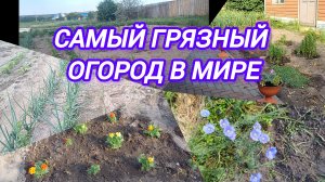САМЫЙ ГРЯЗНЫЙ ОГОРОД В МИРЕ