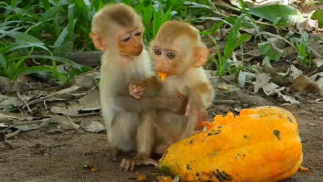 Обезьянки 2 сиротки нашлись в лесу Пищат кушать Постоянно их кормят Растет малышня _ __ ФОНД ВИД
