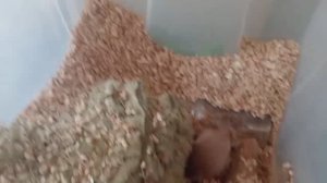 Просто будни с песчанками