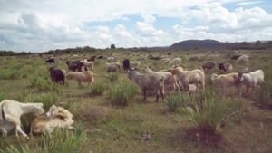 Козлы дерутся за самок!