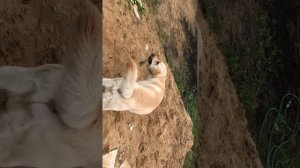 Играю с хозяином! Челлендж, и не только я буду сниматься , но и Симбочка Пимпочка! (Потом)