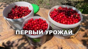 Будни 6 Первый урожай