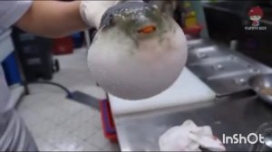 рыба фугу кушает 30 мин.