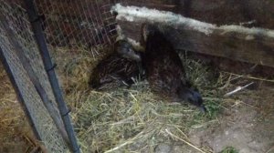 семья. папик Семён, мамик Тешка и 2лапоньки дочки. Клякса и Дуняшка на гнезде