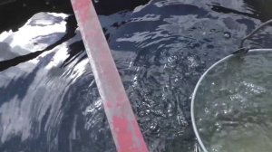 Подкормка лука