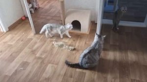 Папа кот отомстил маме кошки за избиение.