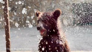 Банный день для ТОПЫ и КНОПЫ! Одна убегает от воды, одна нападает! Две медведицы с разным характером